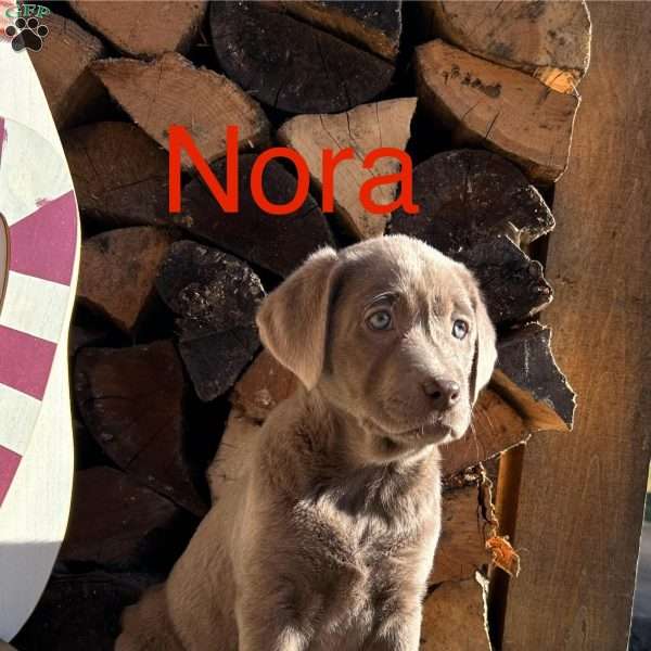 Nora, Silver Labrador Retriever Puppy